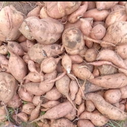 Orange-Fleshed Sweet Potatoes